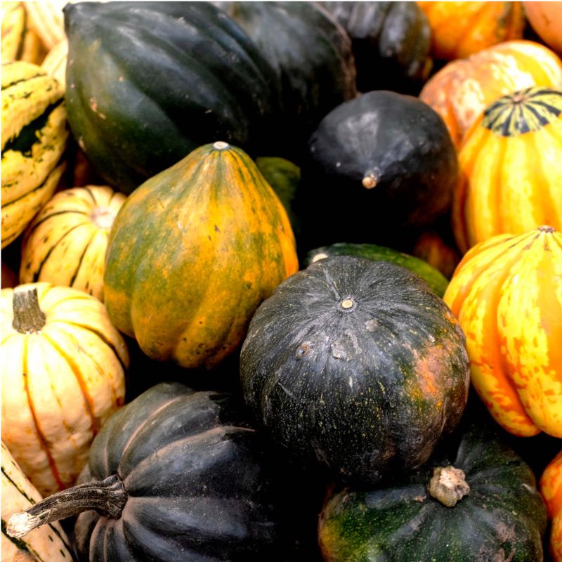 Pepper aka Acorn Squash!