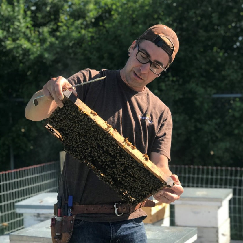 Why I Drink Honey Soda™: A Beekeeper's Perspective