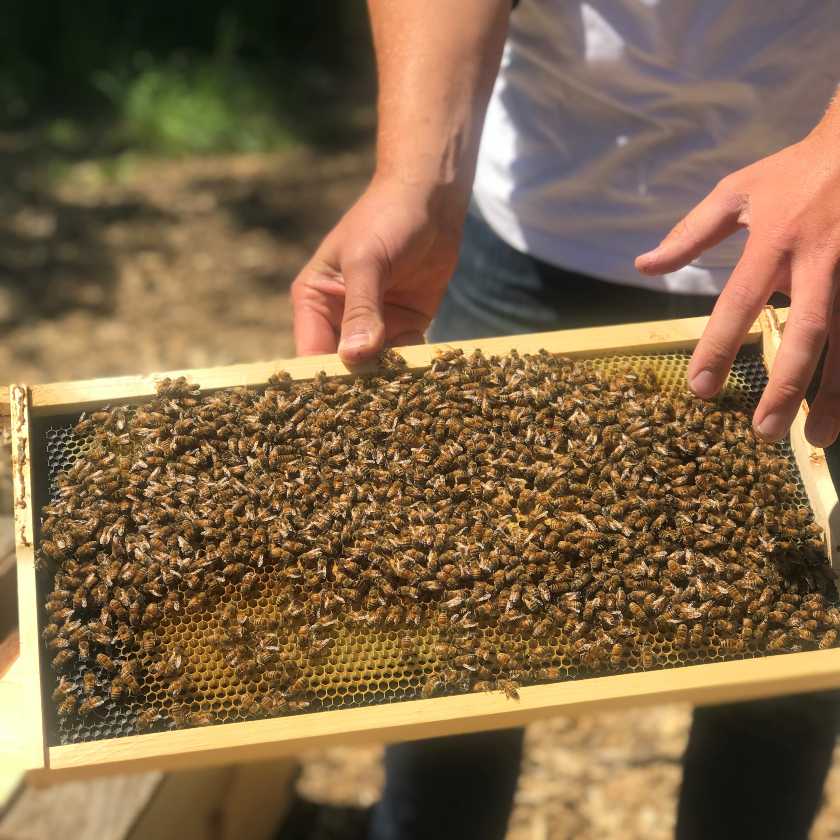 Build Confidence, Develop Your Technical Skills And Learn Hands-on Beekeeping