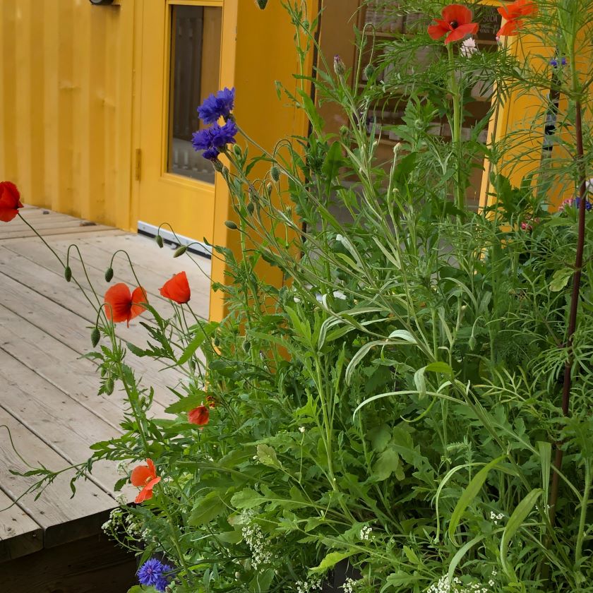 Best Flowers for Bees in Ontario Gardens