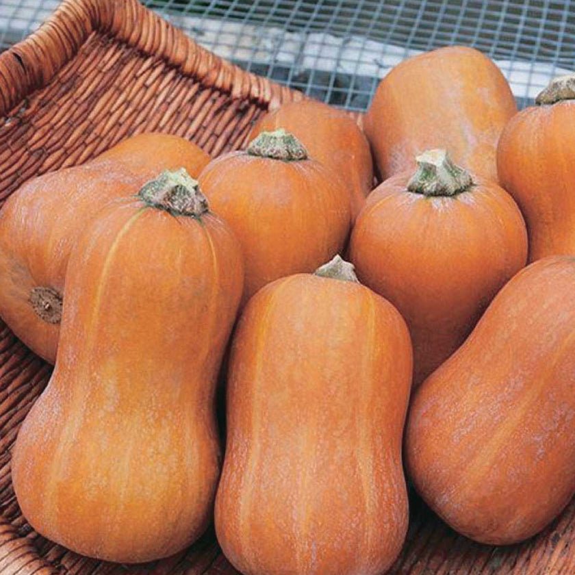 Honeynut Squash