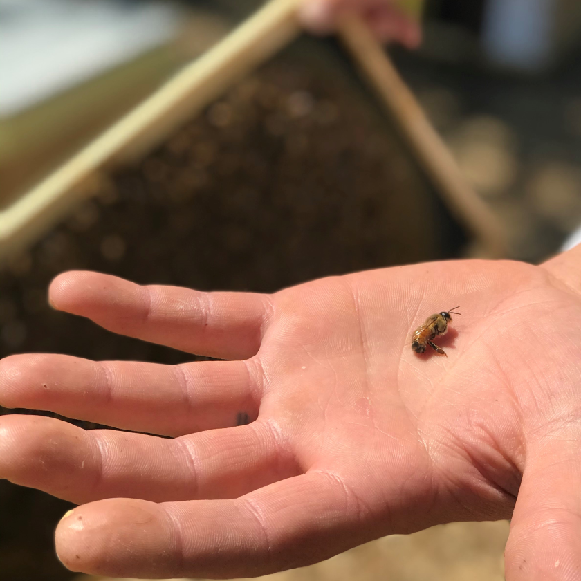 Why Nature Works Better When We Participate