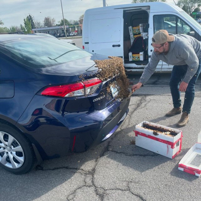 Handling a Bee Swarm:  Expert Tips and Safety Guidelines