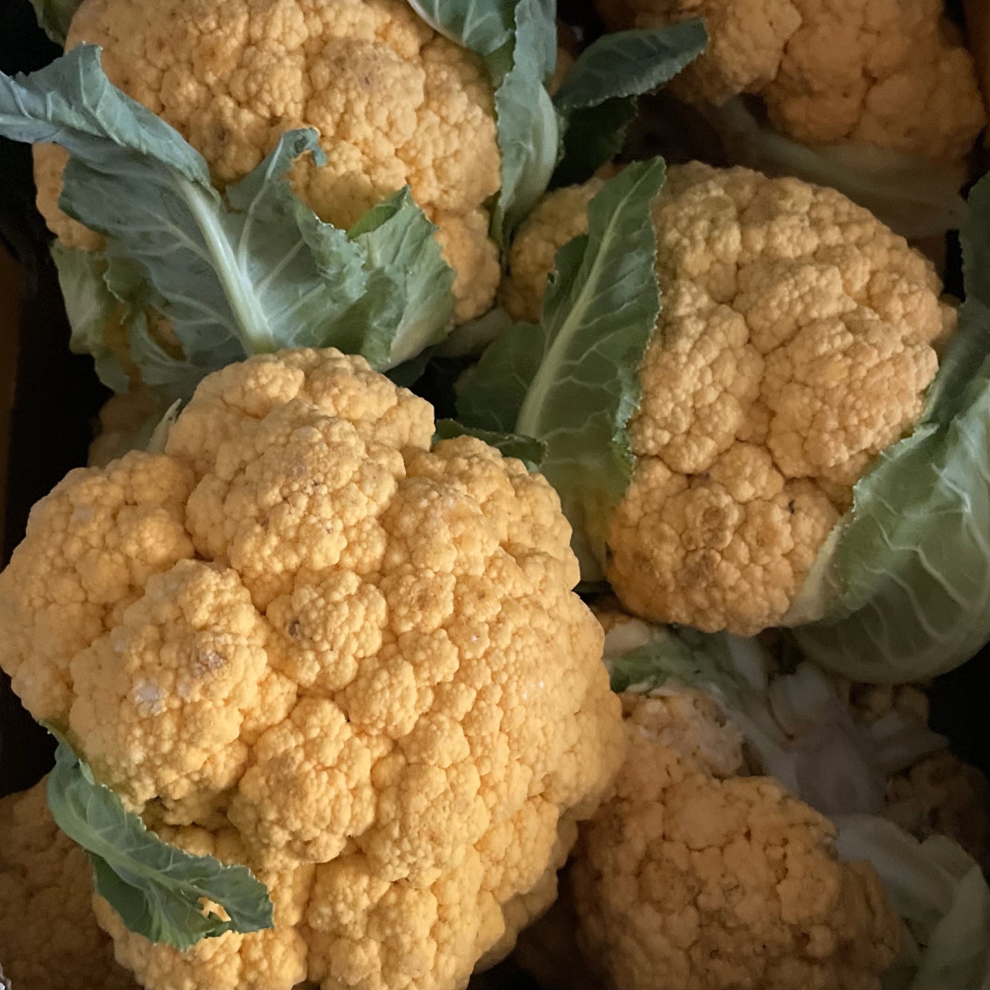 Cheddar Cauliflower… a Fall special!