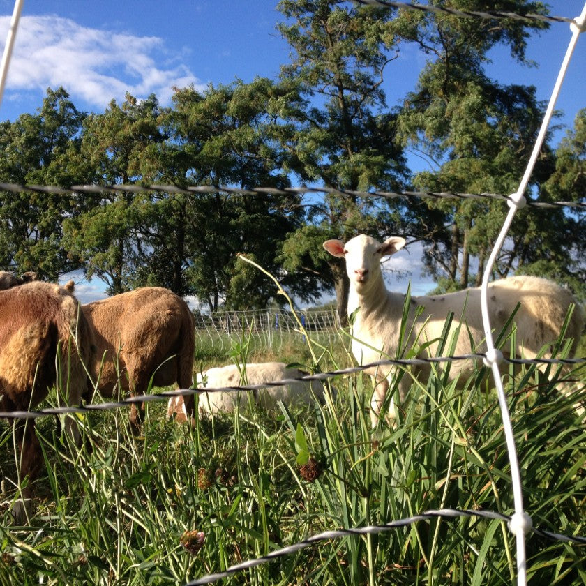 Introducing Mabel May Farms