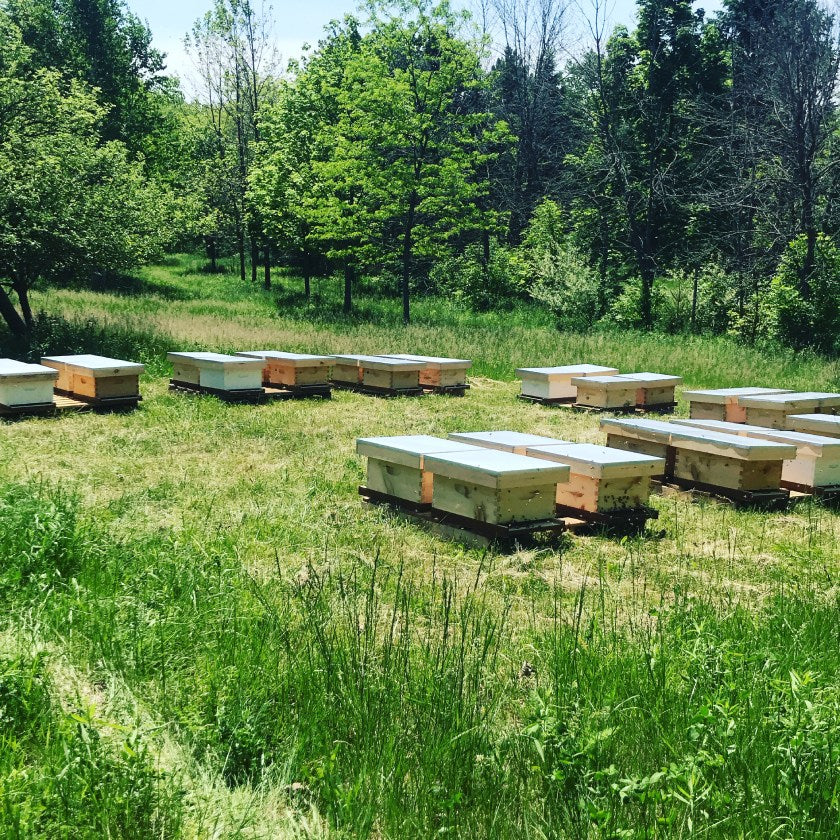 Interested In Hosting a Backed By Bees Bee Yard?