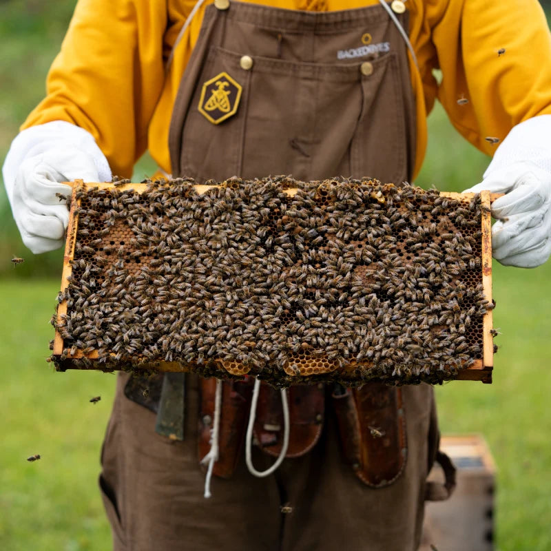 What Happens to Honey Bees in September?