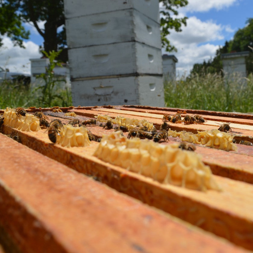 The Blessing of Beekeeping Where 4 Uniquely Distinct Seasons Exist