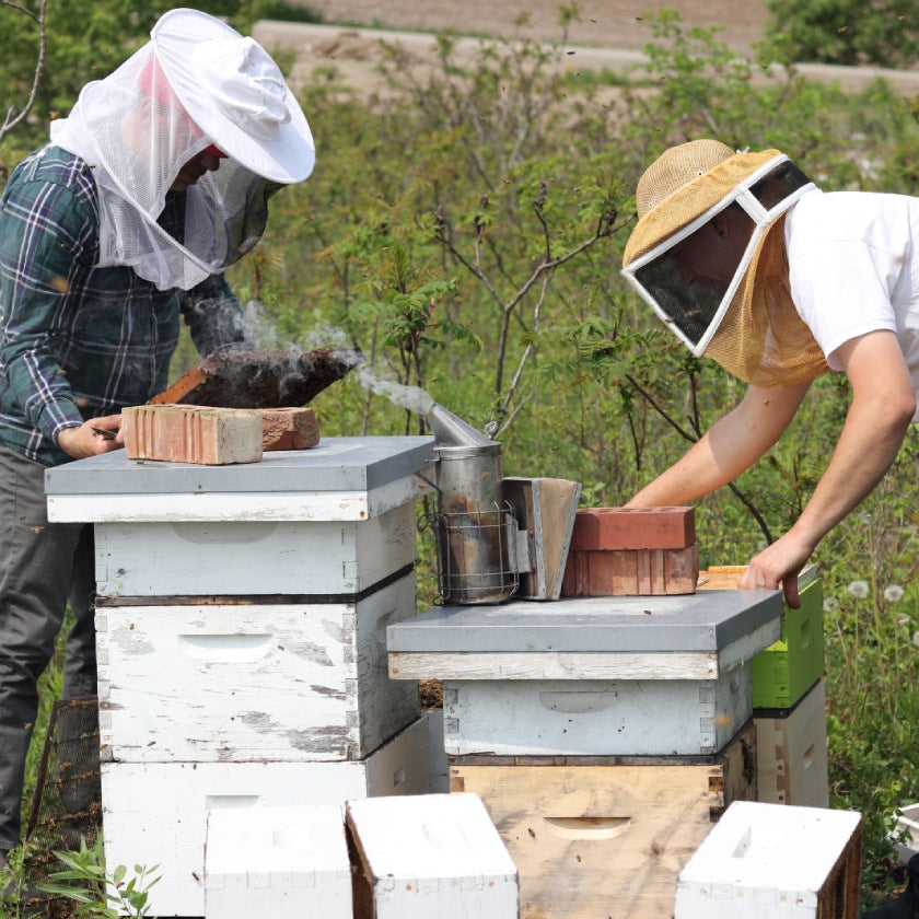 Experience the Buzz: Backed By Bees Beeyard Livestream