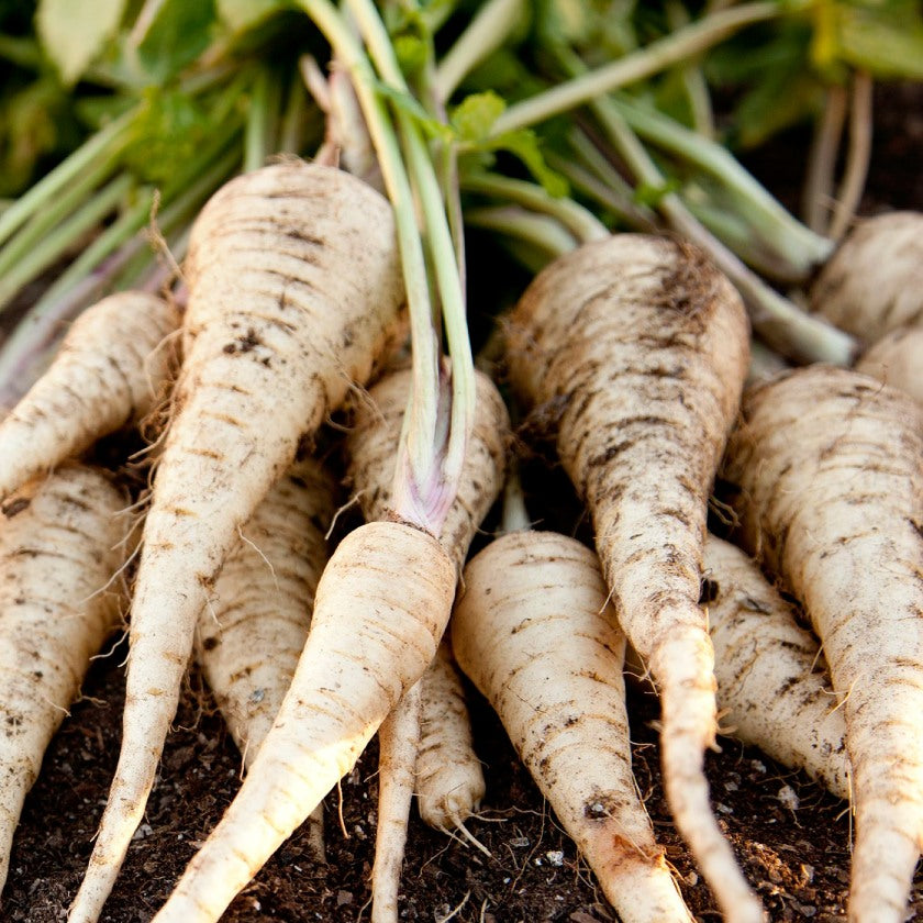 Parsnips - No they aren’t white carrots!