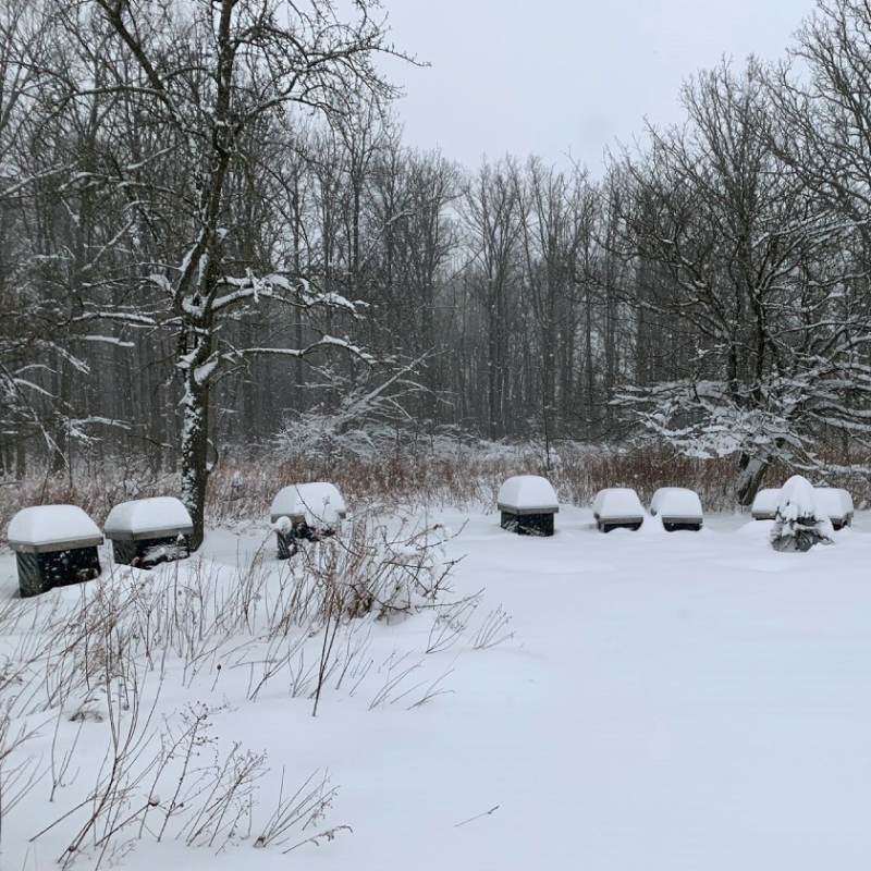 What Bees Teach Us About Resilience and Seasonal Living in Winter