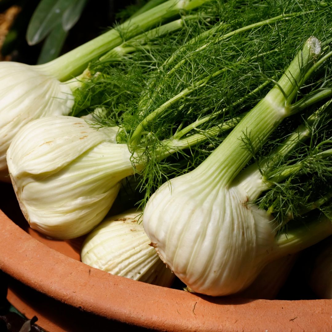 Spring's Hidden Gems: Green Garlic and Fennel!