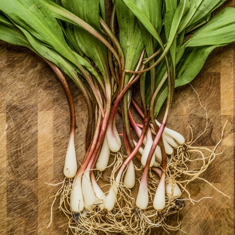 Ramps: A Spring Special!