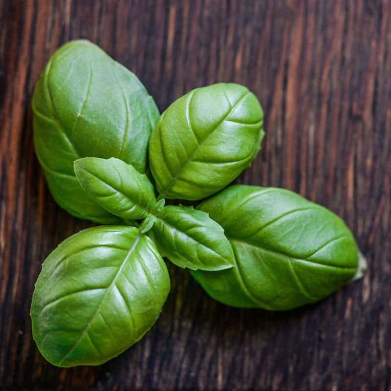 All About Basil!