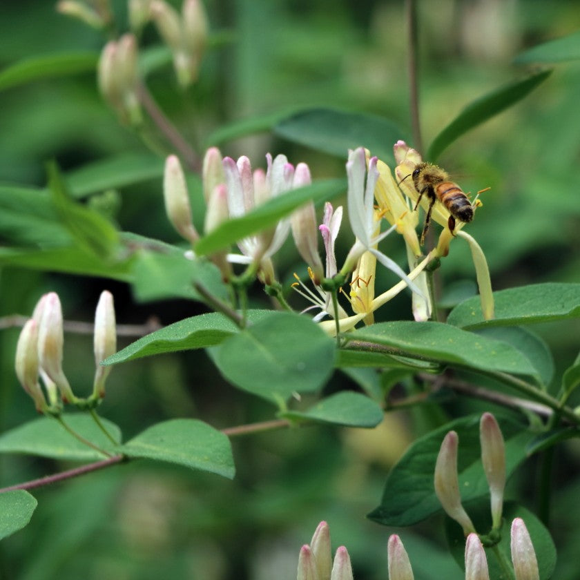 What Happens When We Let Nature Take the Lead