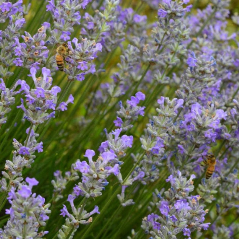 Putting some numbers to 'busy as a bee'!