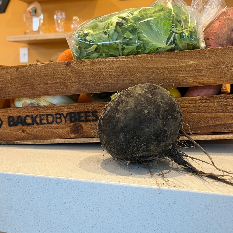 Black Radish - a rare and delicious root!