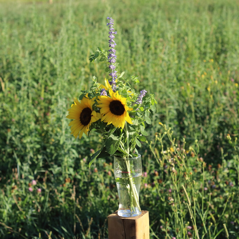 The Pollinator Garden Plan for Bees: Balcony-to-Backyard Blooms That Support Bees All Season
