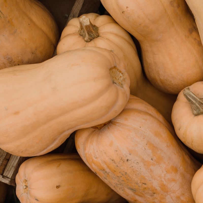 Best Butternut Squash Recipes!