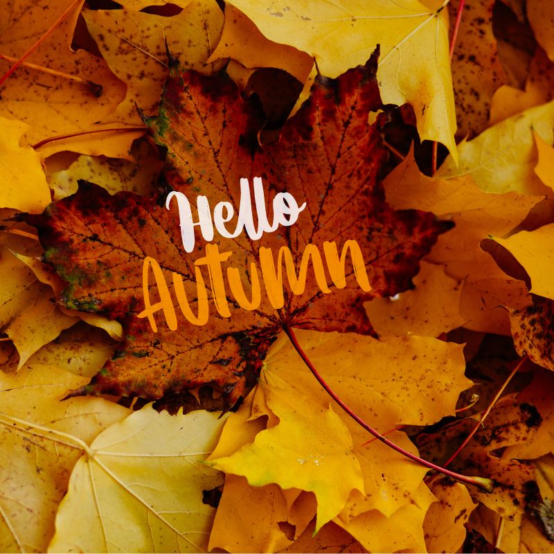 Welcoming Fall with Seasonally Inspired Recipes!