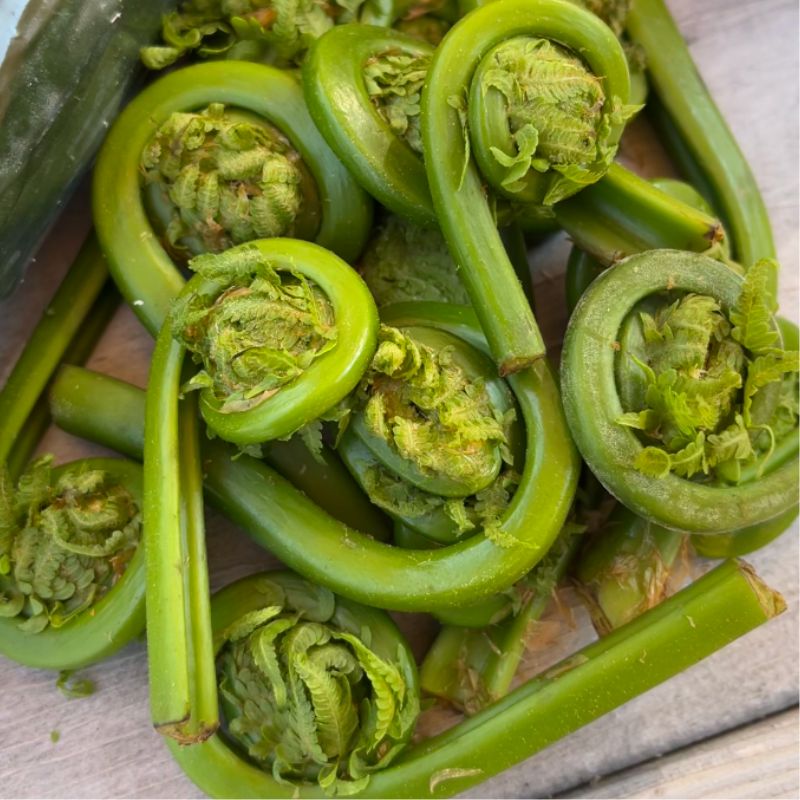 Spring's in Full Swing with Fiddleheads!