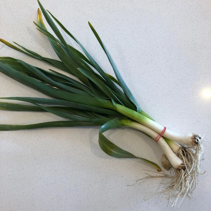 Green Garlic - it's not an onion!