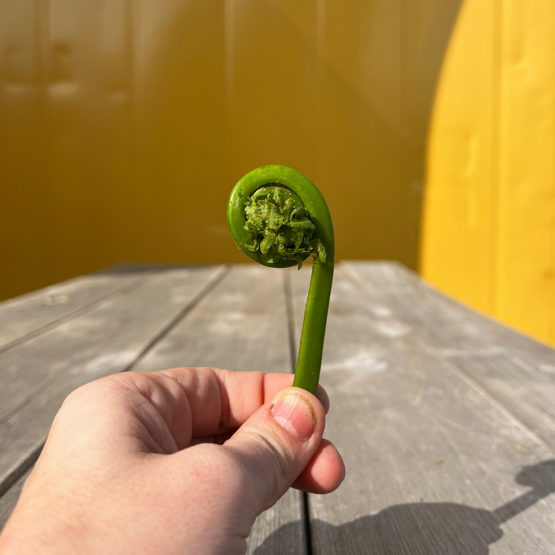 Fiddleheads - A sure sign of Spring!