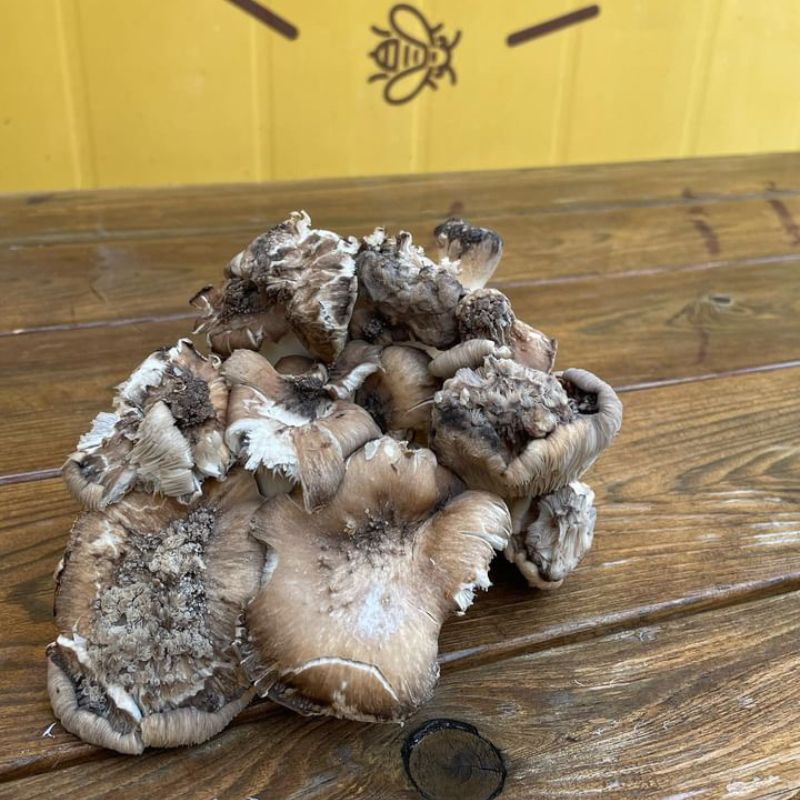 Eat like a King (Oyster Mushroom)!
