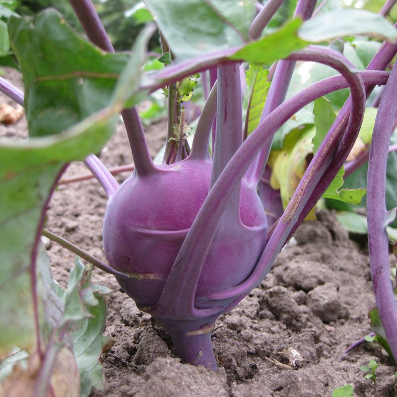 Purple Kohlrabi - Vibrant and Delicious!