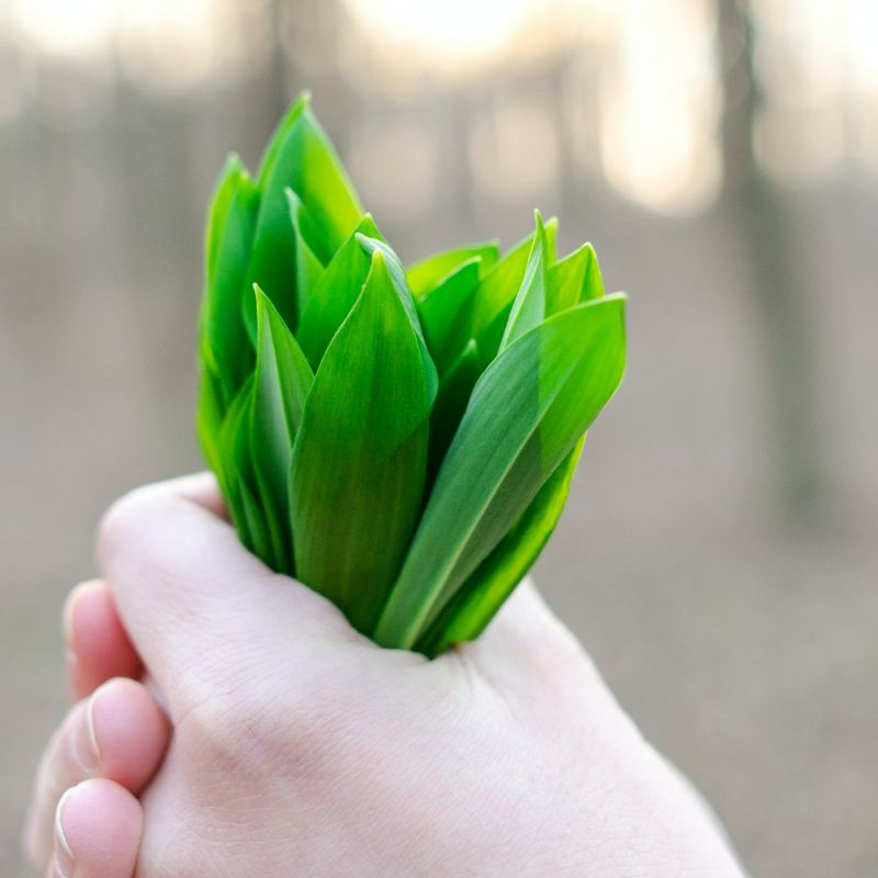 Wild Leeks!