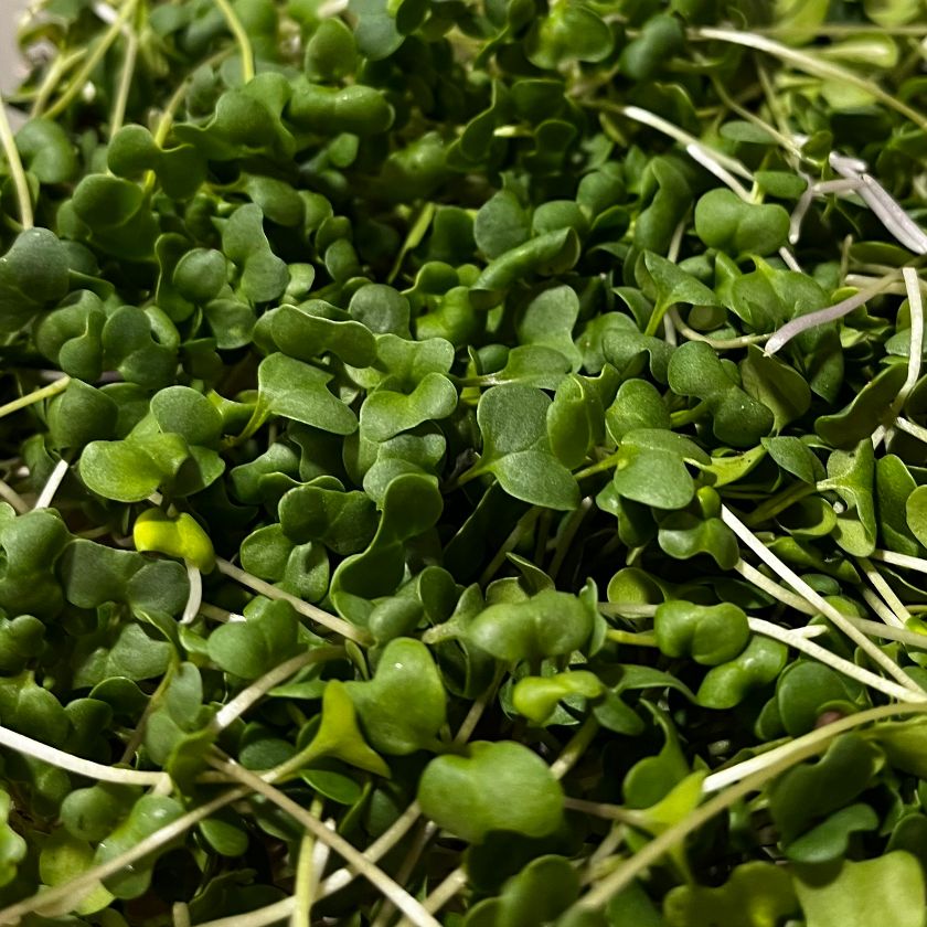 This Week's Vegetable Box Feature: Broccoli Microgreens!