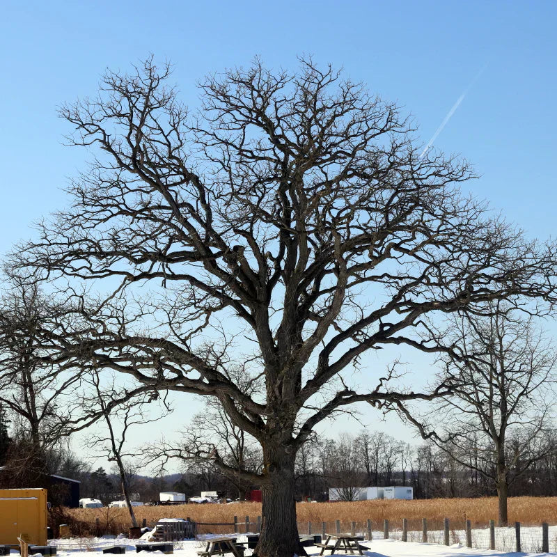 What Nature Teaches Us When Nothing Seems to Be Happening