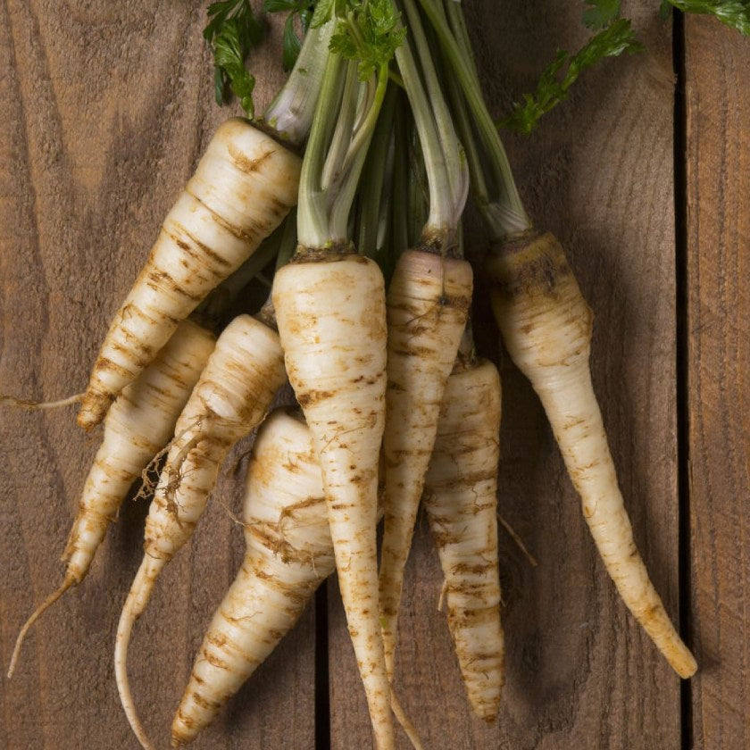 Parsley Root