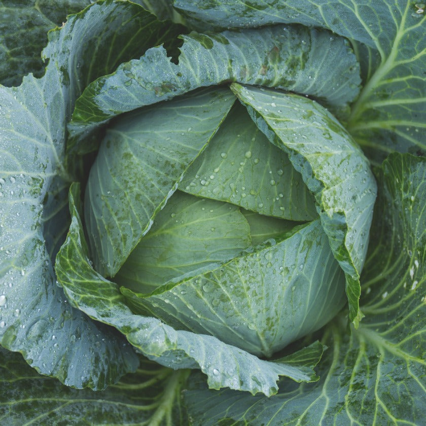 Cabbage - The perfect addition to your St. Patrick’s Day Meal
