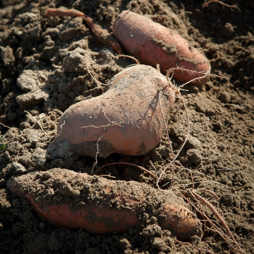 Sweet Potatoes - No I’m not a YAM!