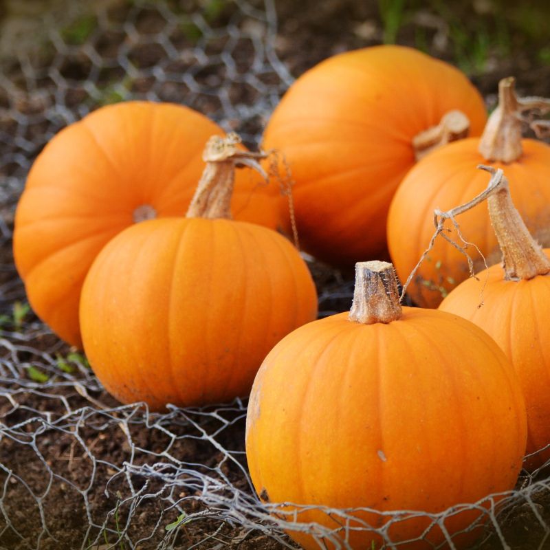 Cooking with Pie Pumpkins!