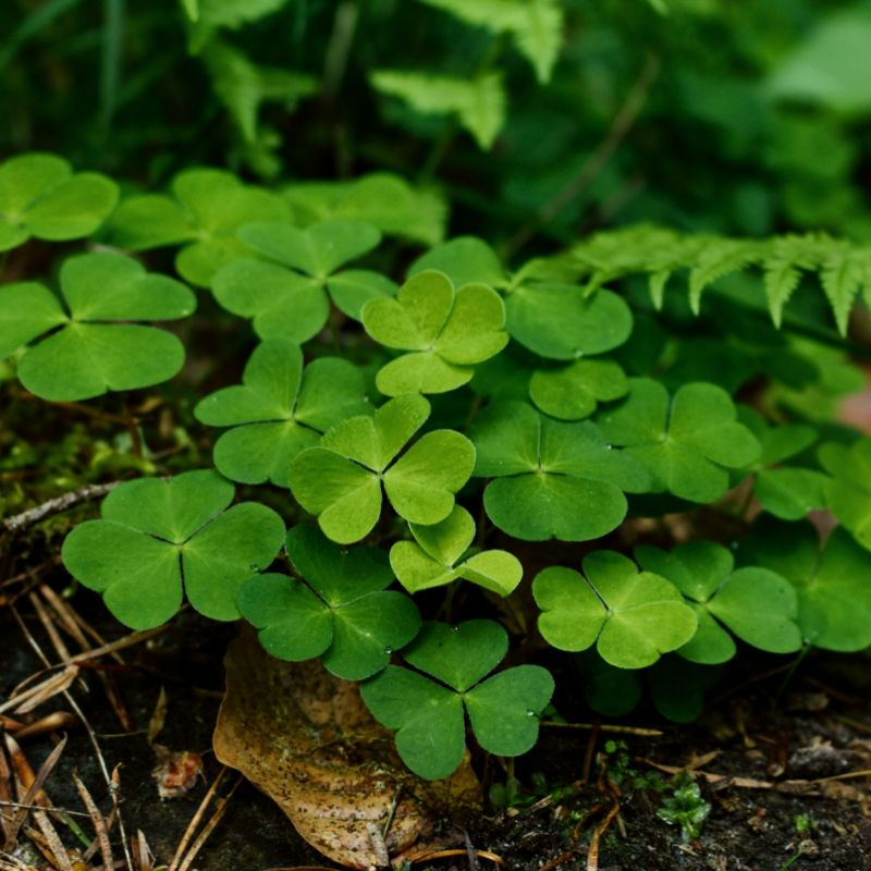 Irish Recipes inspired by St. Patrick's Day!