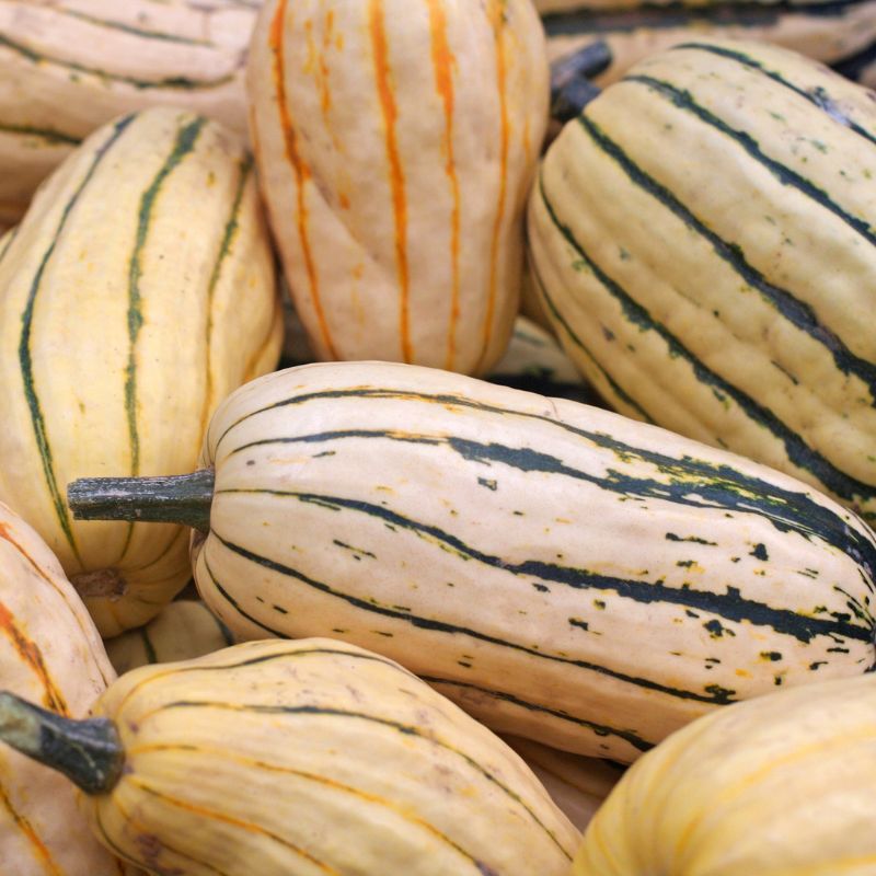 All about Sweet Potato Squash!