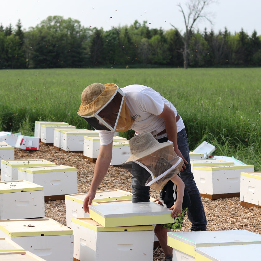 Purchase Bees And Beekeeping Services