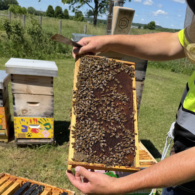 Person holding a honeycomb frame with bees next to beehives in an outdoor setting