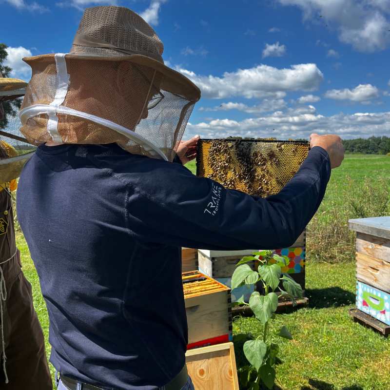 Hands on beekeeping experience adopt a hive