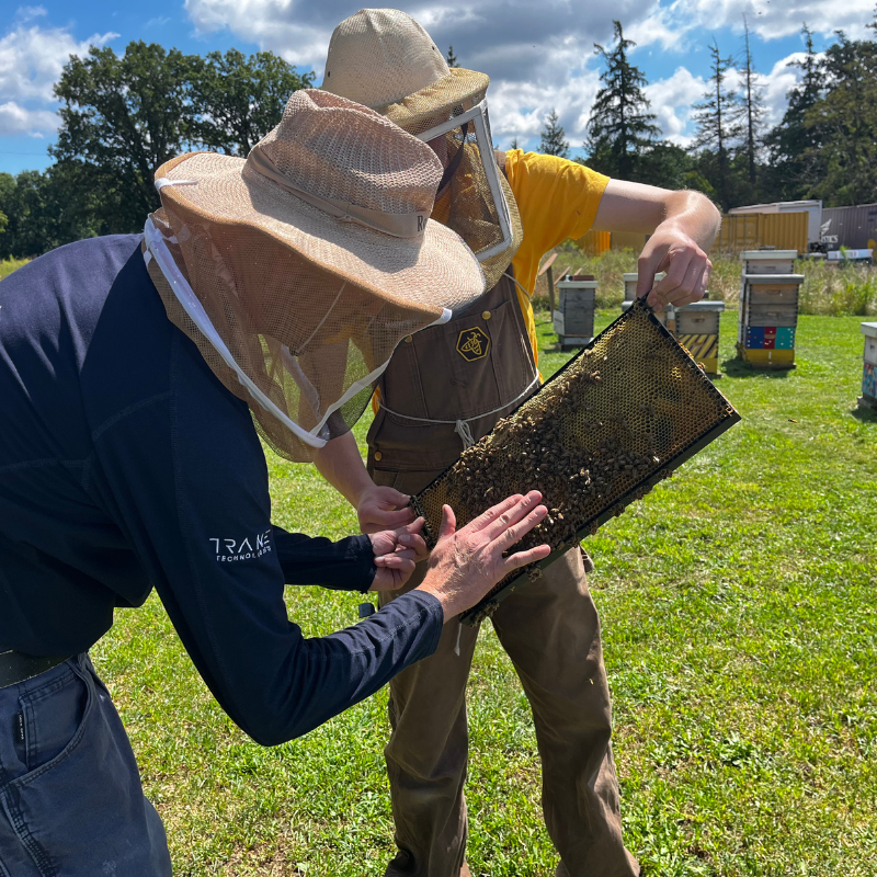 Two people wearing beekeeping suits examining a honeycomb frame outdoors.
