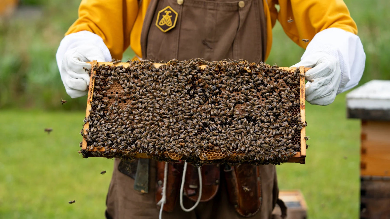A beekeeper wearing a yellow shirt, brown apron, and white gloves holds a wooden honeycomb frame covered with bees in an outdoor grassy field.
