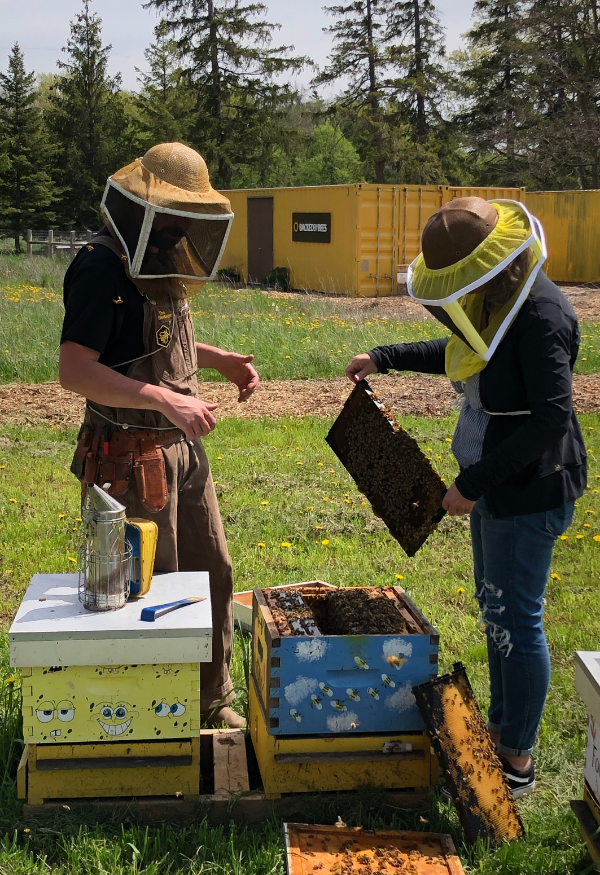 Two people in beekeeping suits inspecting beehives outdoors.