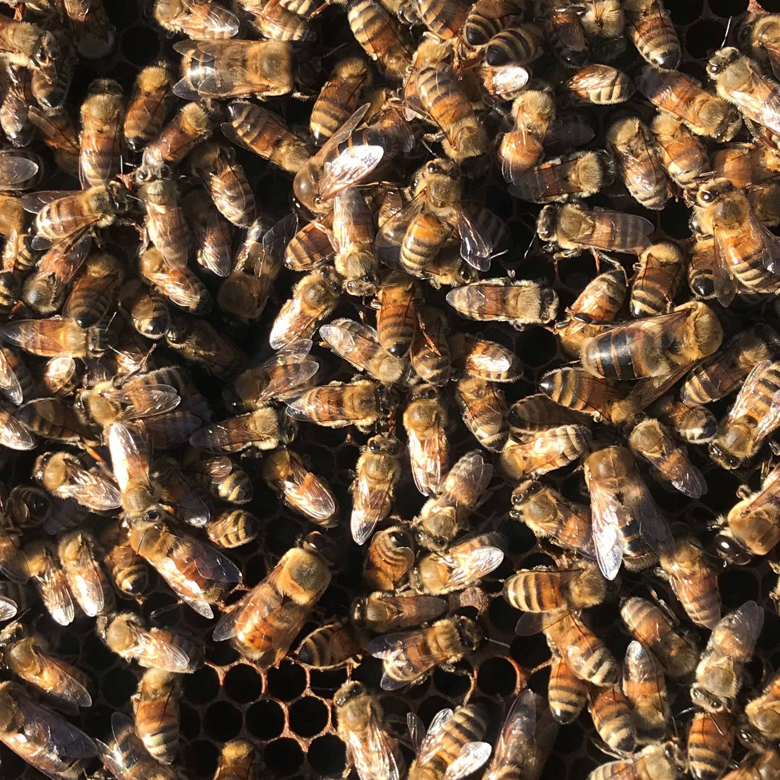 Close-up of a swarm of bees on honeycomb cells