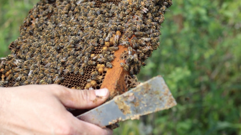 Hand holding a honeycomb with bees against a blurred natural background