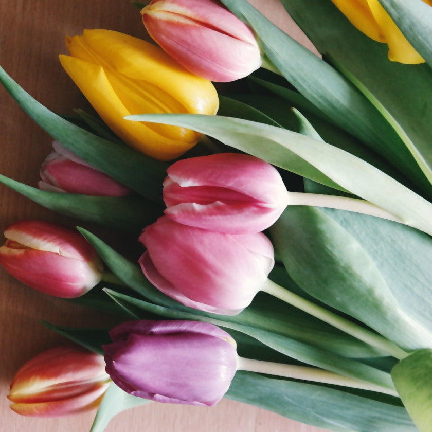 Wholesale Tulips