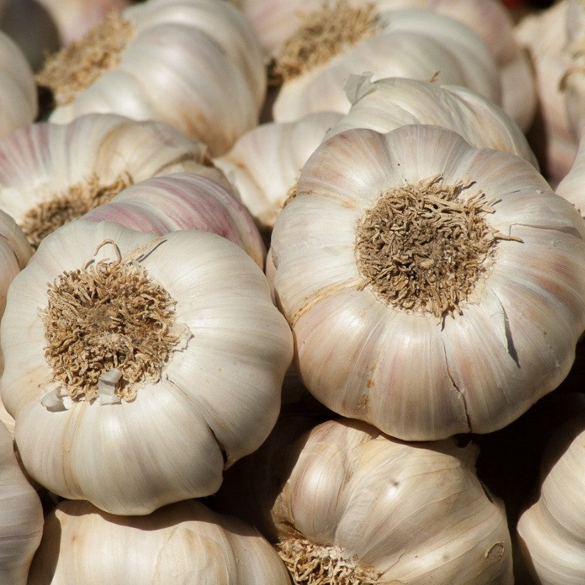 Bulk Ontario Hardneck Garlic - Dried