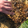 Honey Bees For Apitherapy