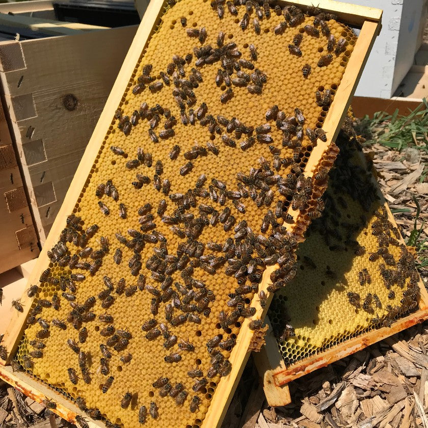 Nucleus Colony (Nuc)  - June 5 2026